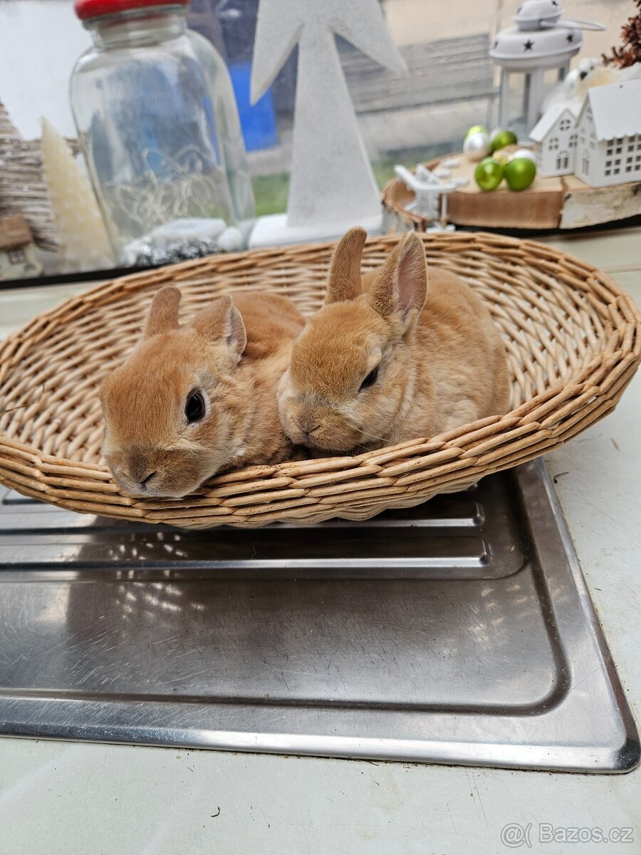 Zakrslý králík