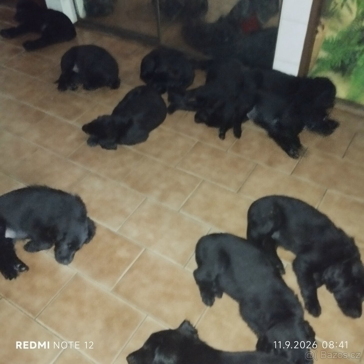 Flat coated retriever - s PP