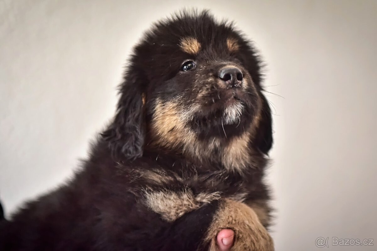 Tibetská doga