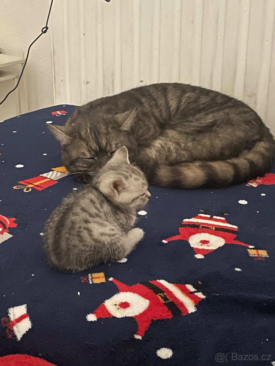 Britská (whiskas) bílé kotě