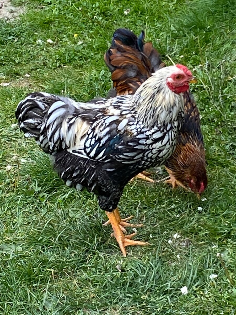 Mladý kohoutek wyandote mini
