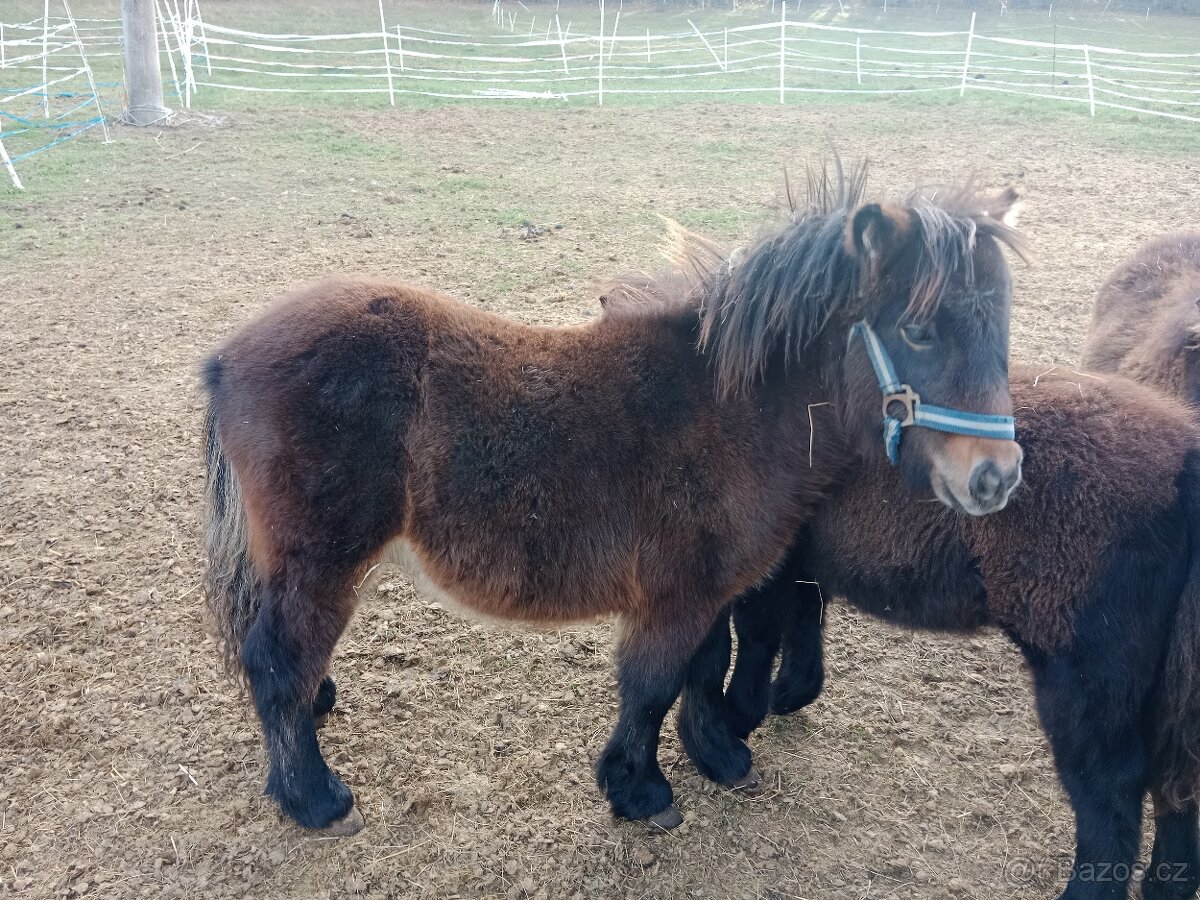 shetland pony s PP