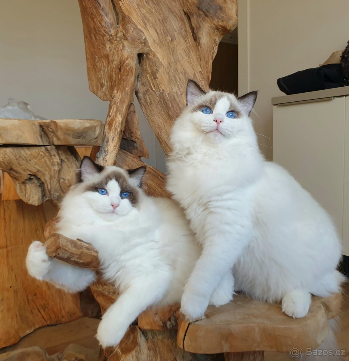 Ragdoll kocourek s PP, adopce.