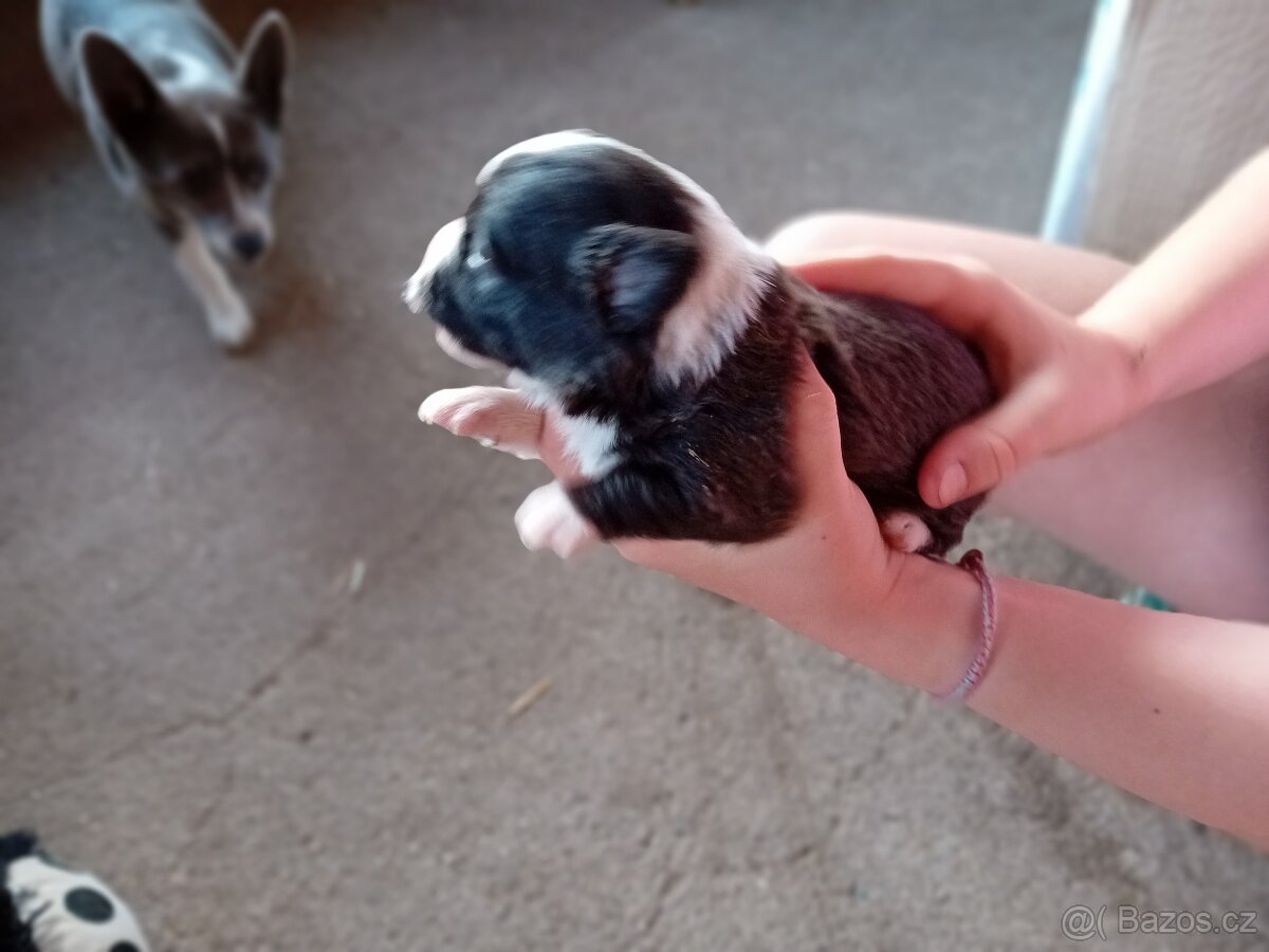 Štěňata do adopce