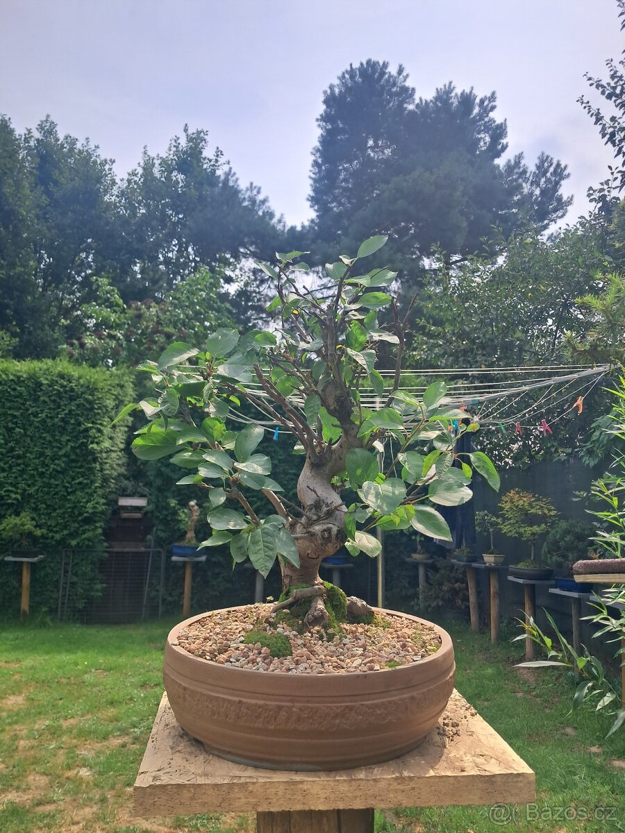 Bonsai,bonsaj Jablon