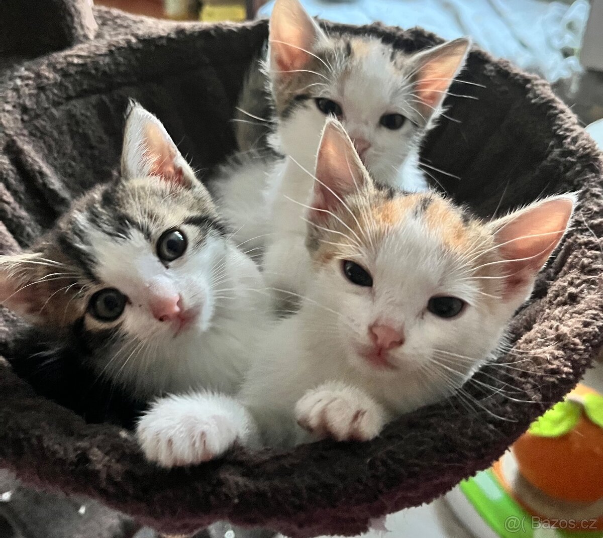 Koťátka