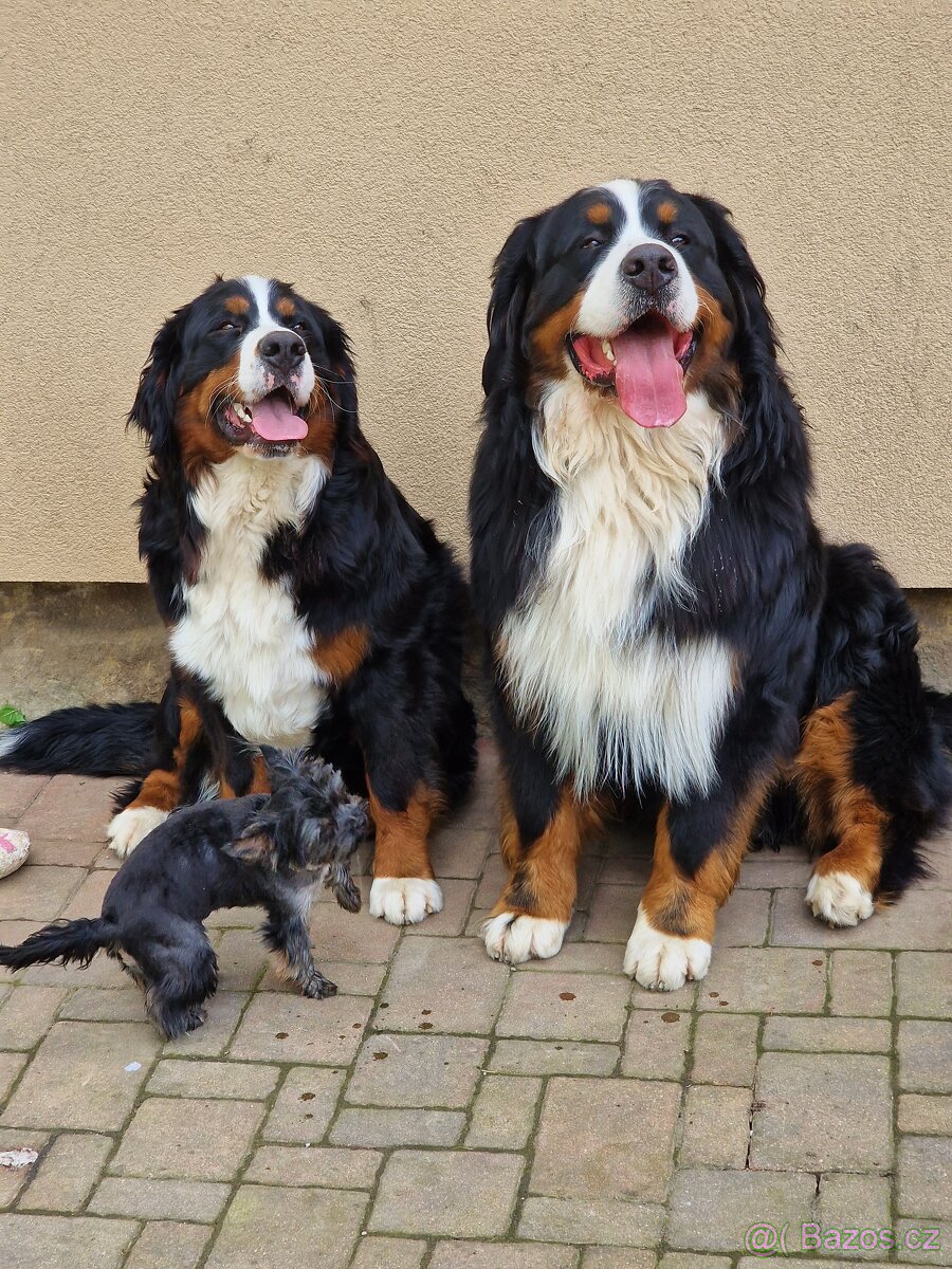 Bernský salašnický pes s PP