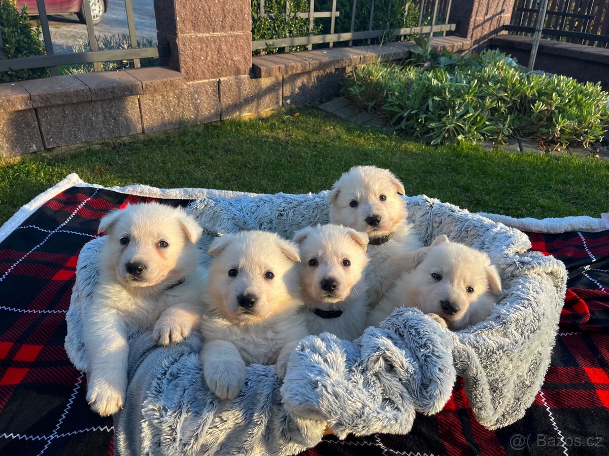 Švýcarský bílý ovčák