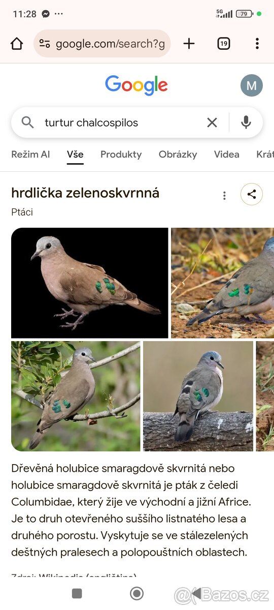 Holoubek zelenoskvnity