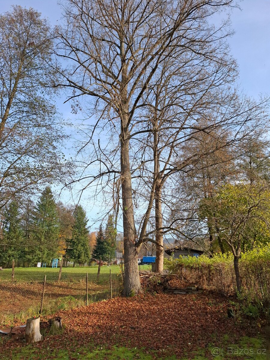 daruji za pokácení