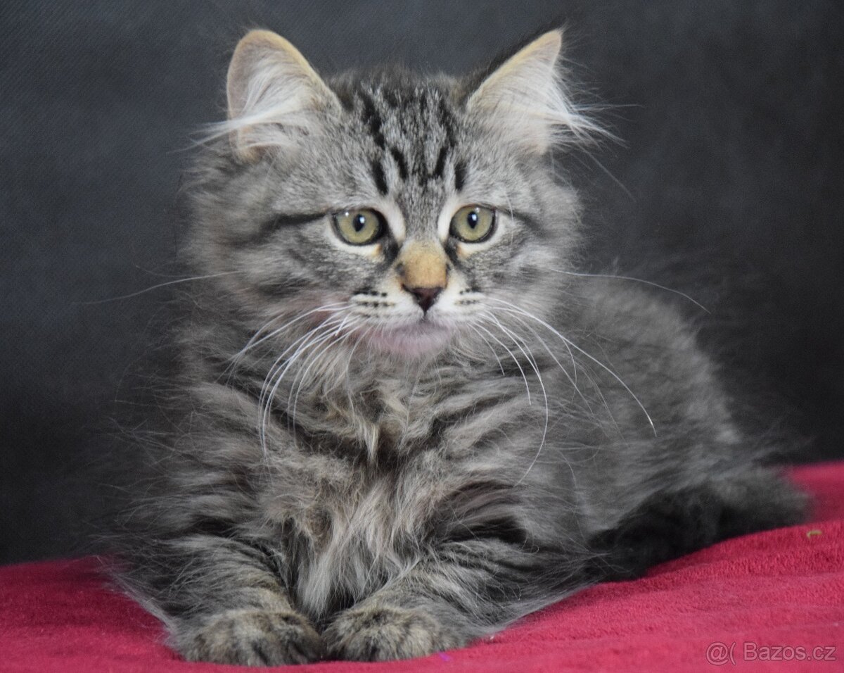 Sibiřské kotě s PP