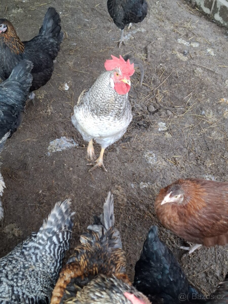 Kohout dvorkový mix