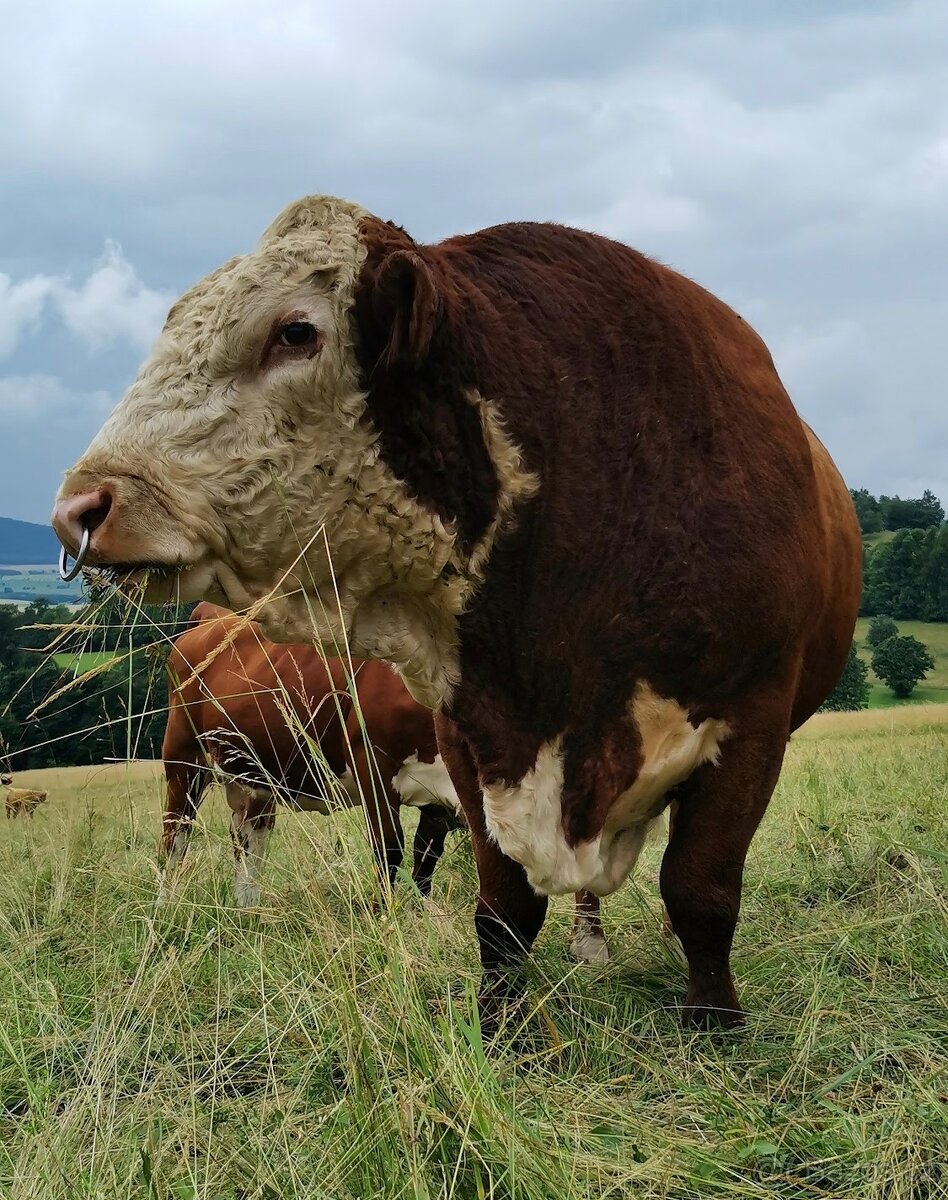 Plemenný býk Hereford