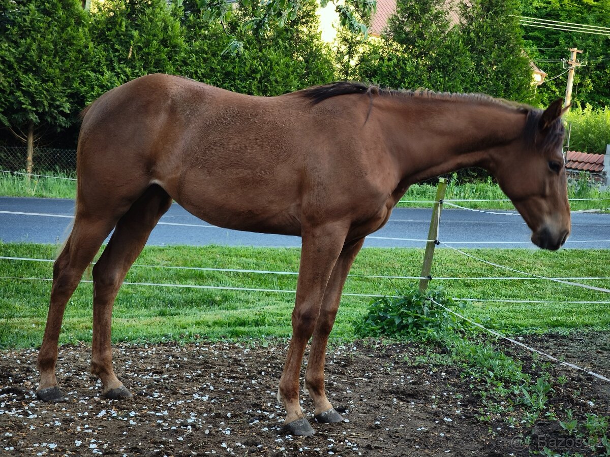 Quarter horse klisnička