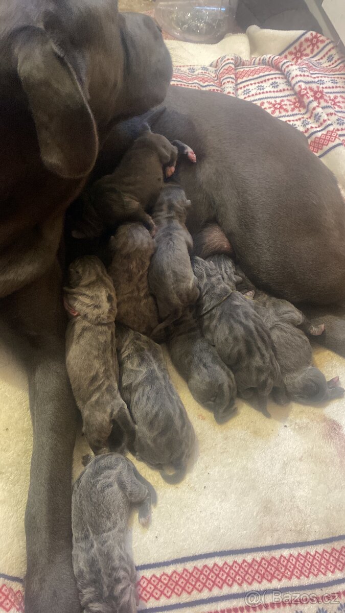 Cane corso