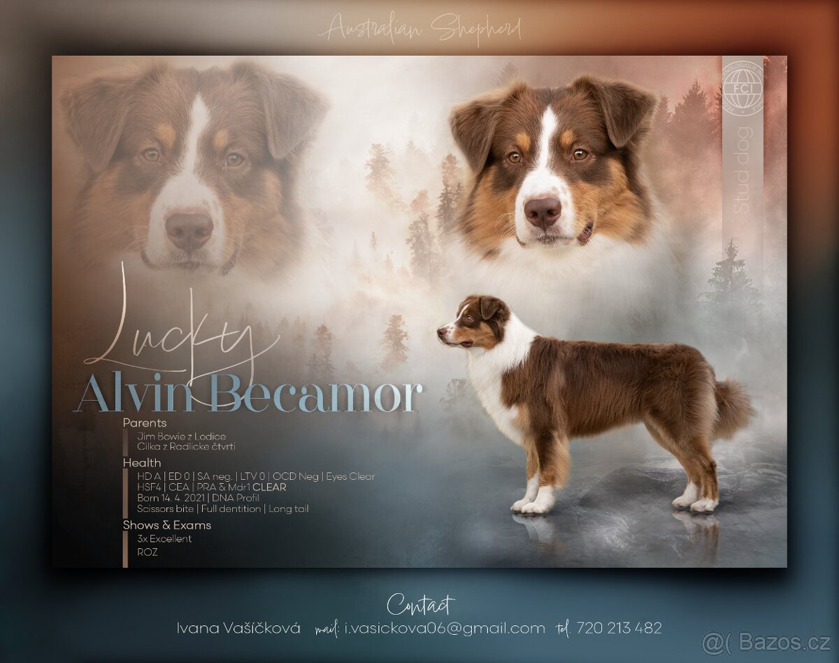 KRYTÍ CHOVNÝM PSEM - AUSTRALSKÝ OVČÁK S PP