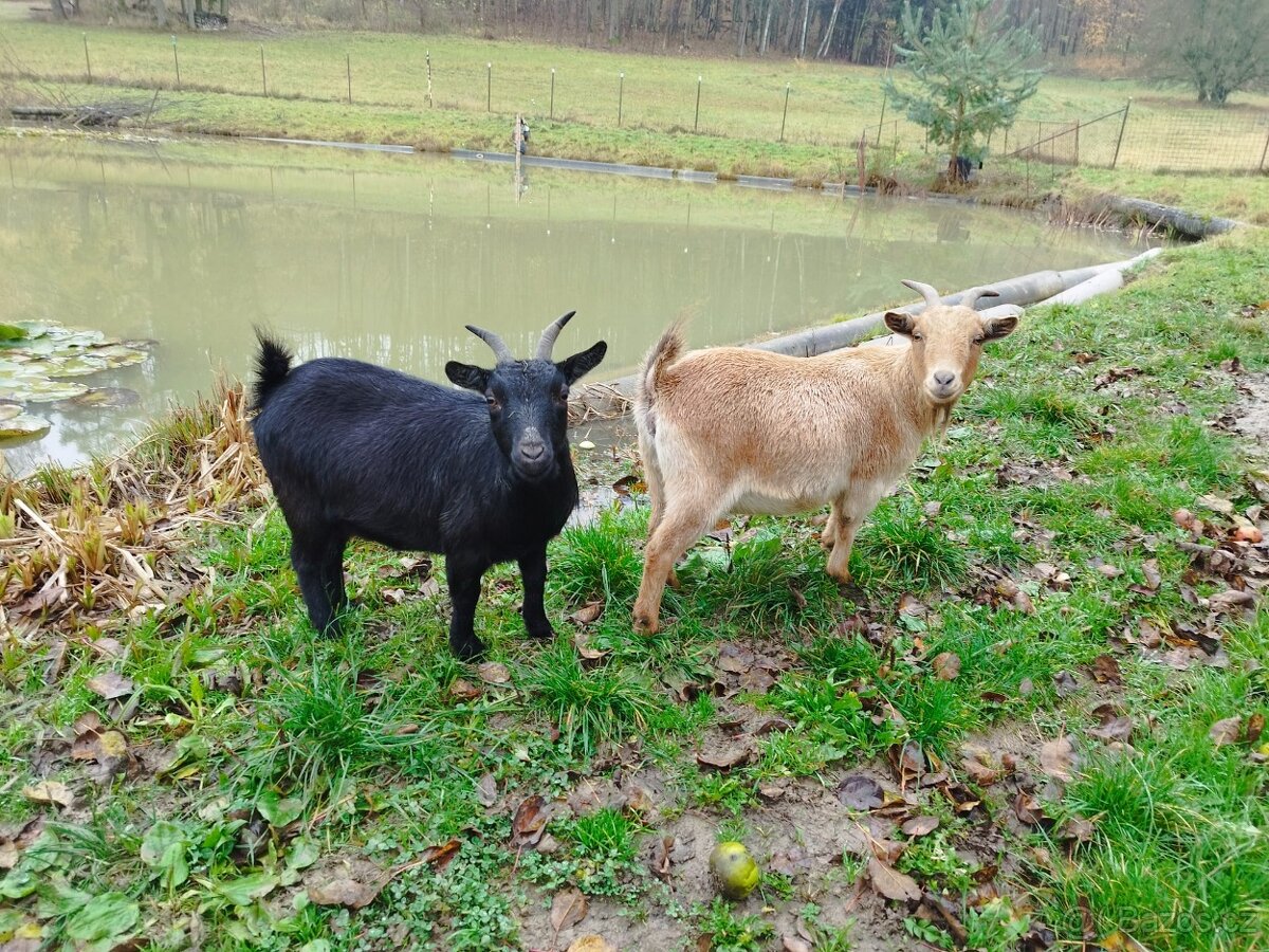 Holandská zakrslá koza