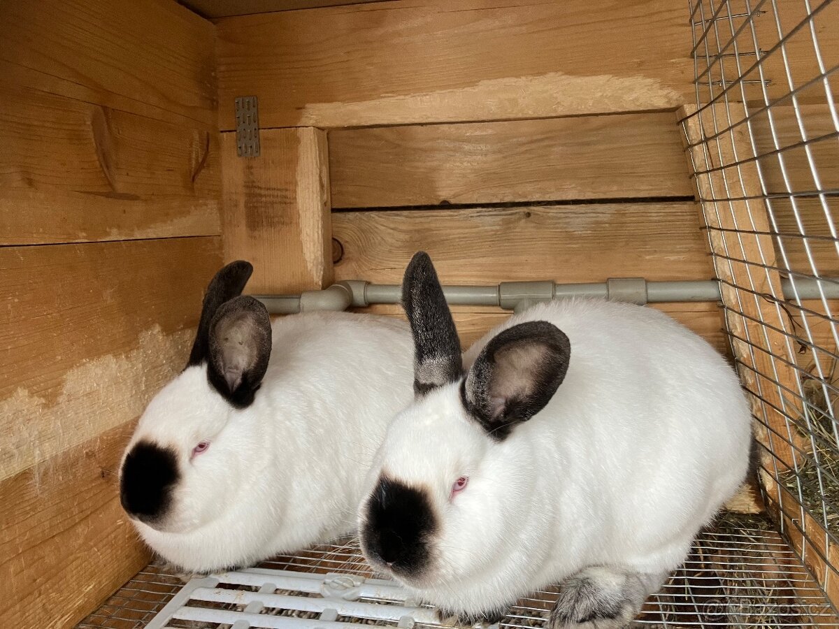 Kalifornští králíci k chovu