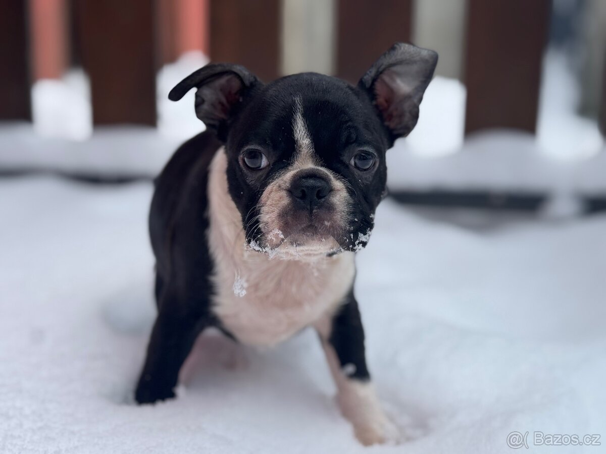 BOSTONSKÝ TERIÉR S PP FCI