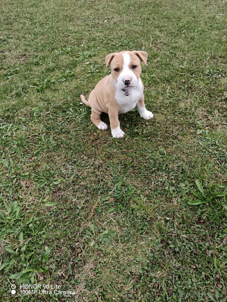 Americký stafordšírský teriér