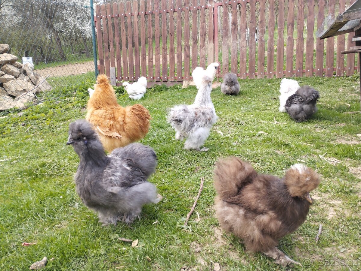 Appenzelsky chocholaci, hedvabnicka, Faverolky, Araucana