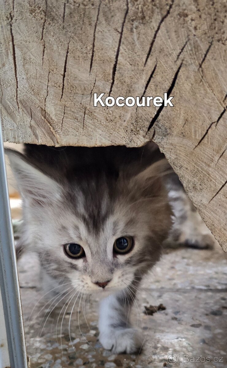 Mainská mývalí bez pp