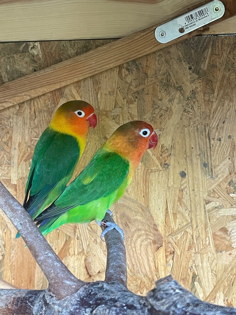 agapornis Fišeri