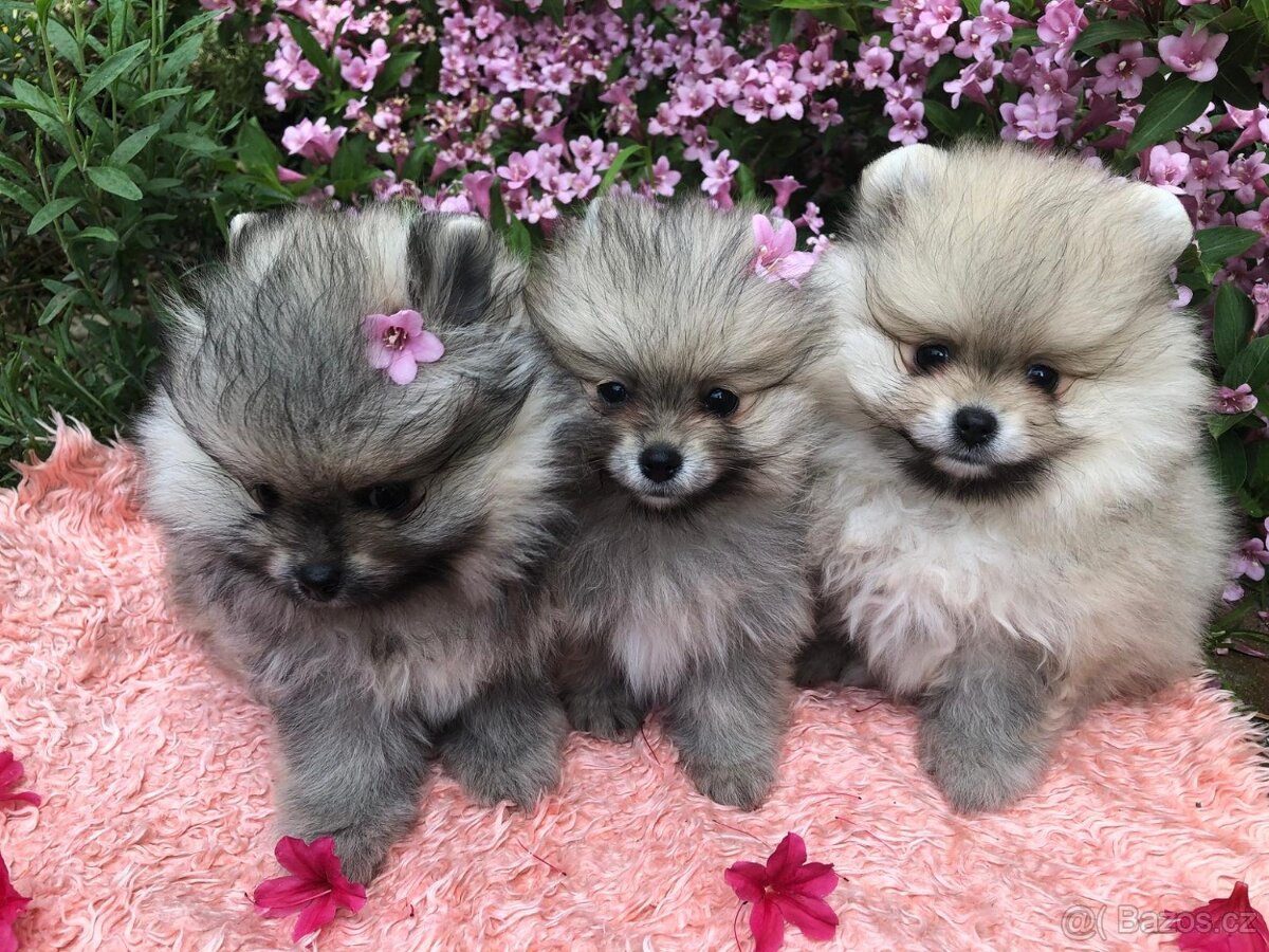Pomeranian s p.p