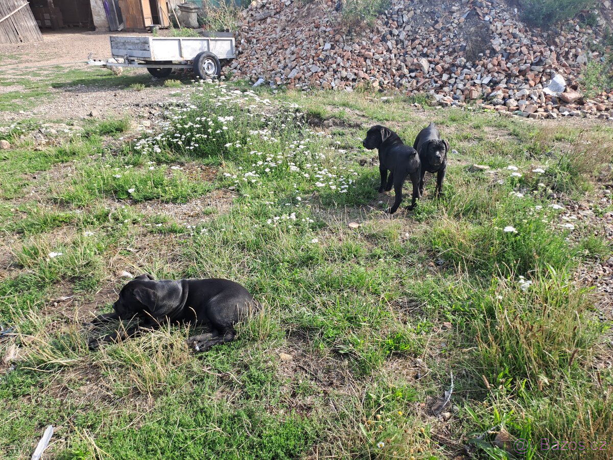 Cane Corso