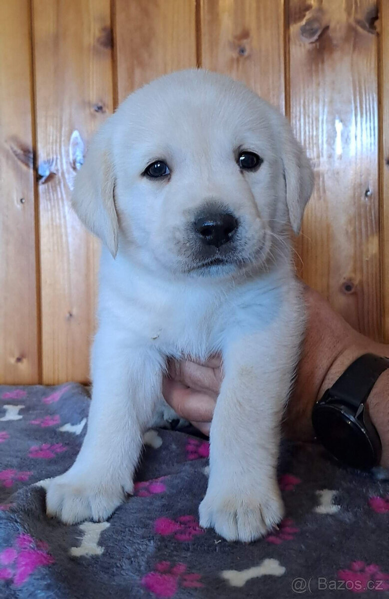 Labradorský retriever s PP- volný pejsek