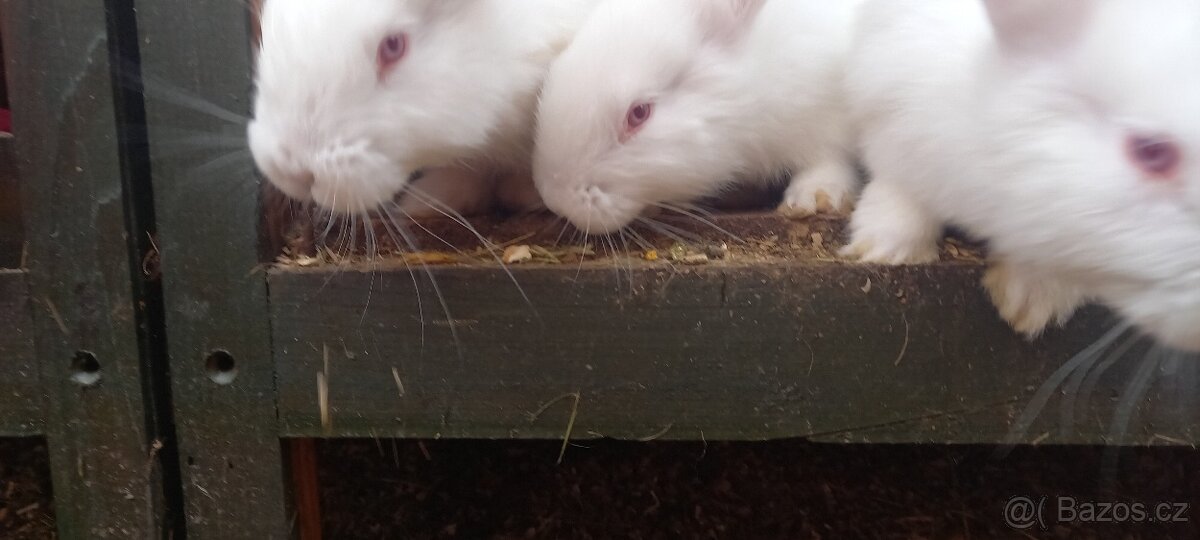 Belgičtí obři bílí 3 měsíce