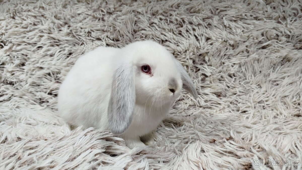 Zakrslý beránek, králíček, králík - MOLLY