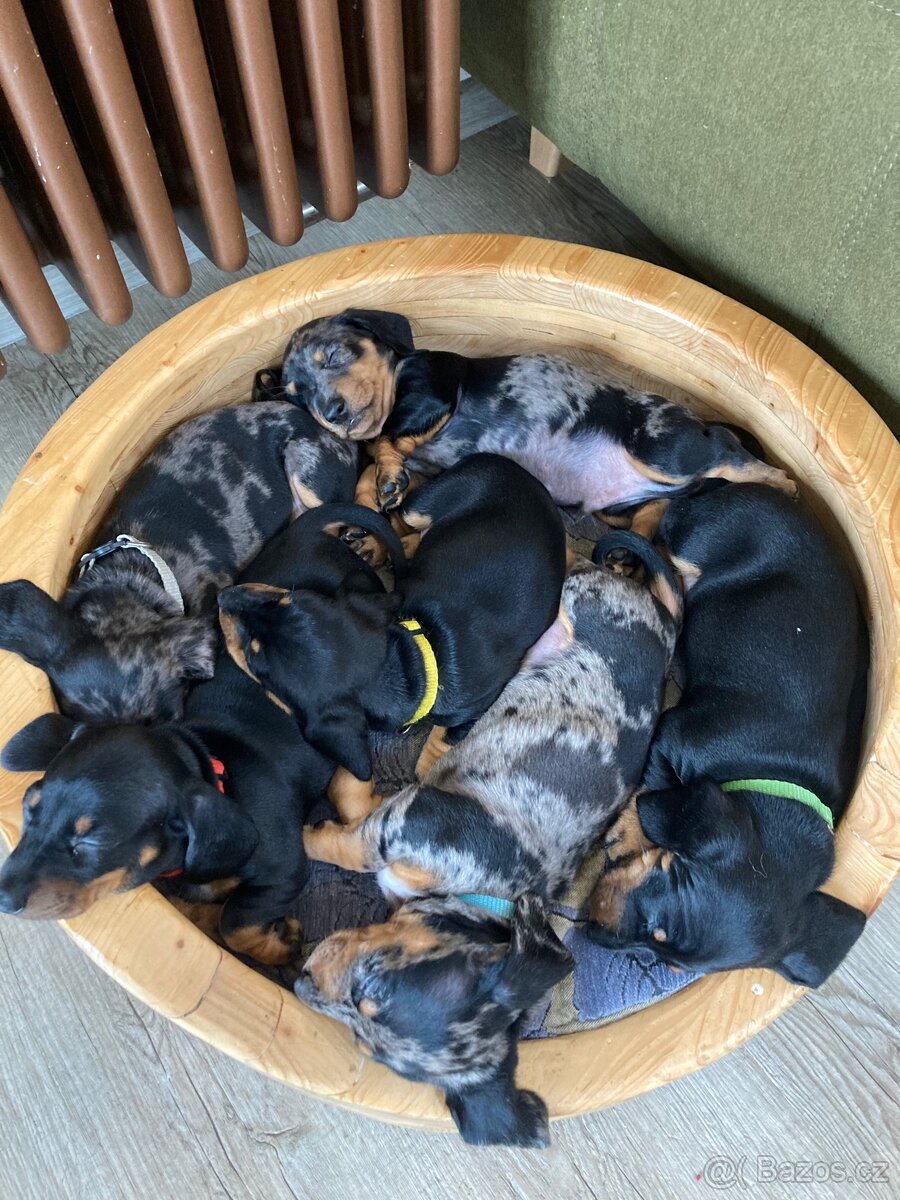 Jezevčík trpasličí krátkosrstý