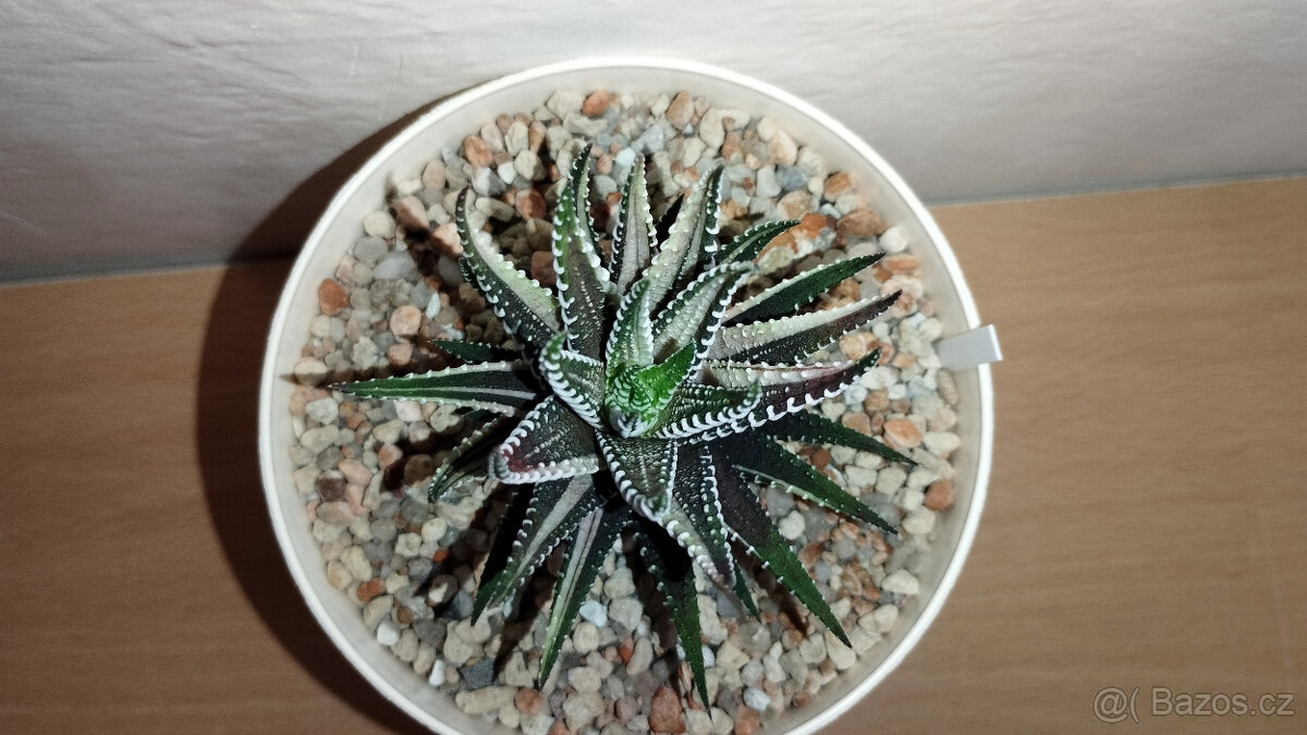 Haworthia Fasciata variegated ( sukulent )