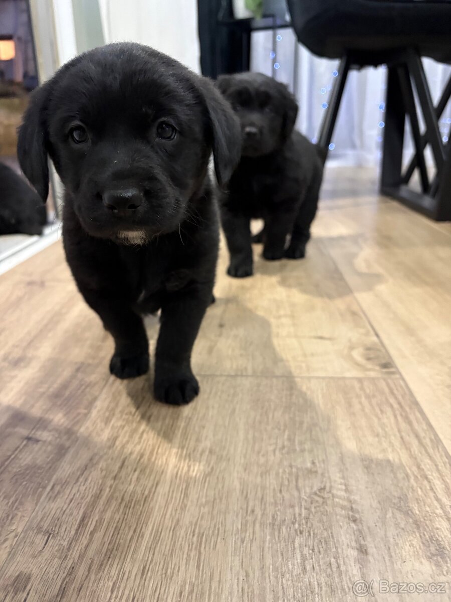 Štěňátka Labradorsky retrívr