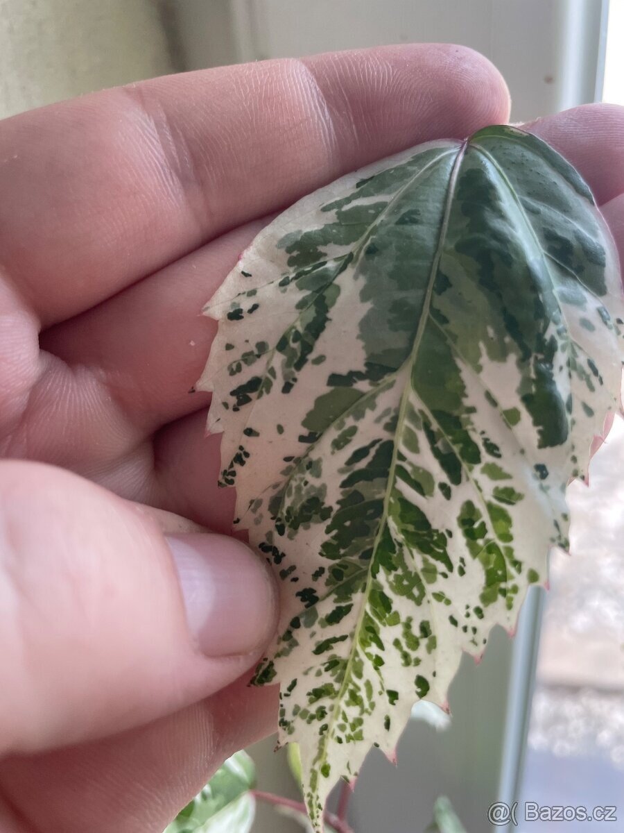 pokojový ibišek - panašový