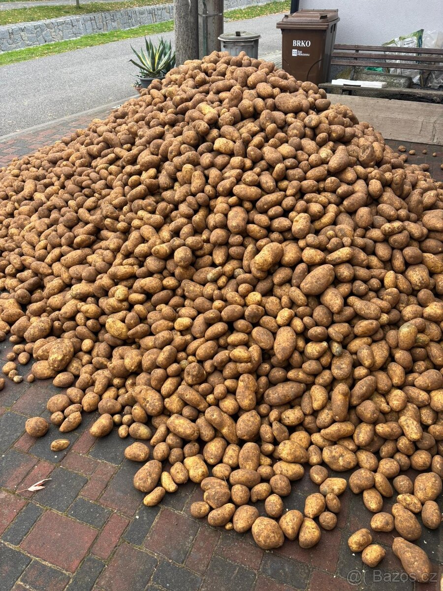 🥔Brambory konzumní - Adéla
