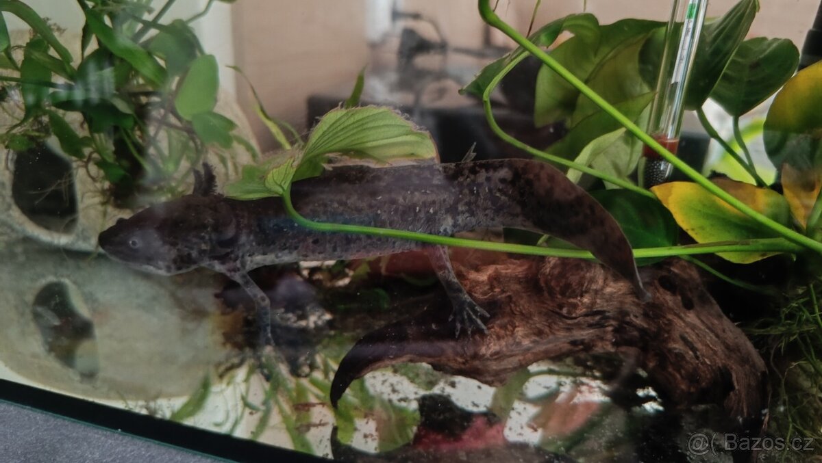 Axolotl + všechno vybavení