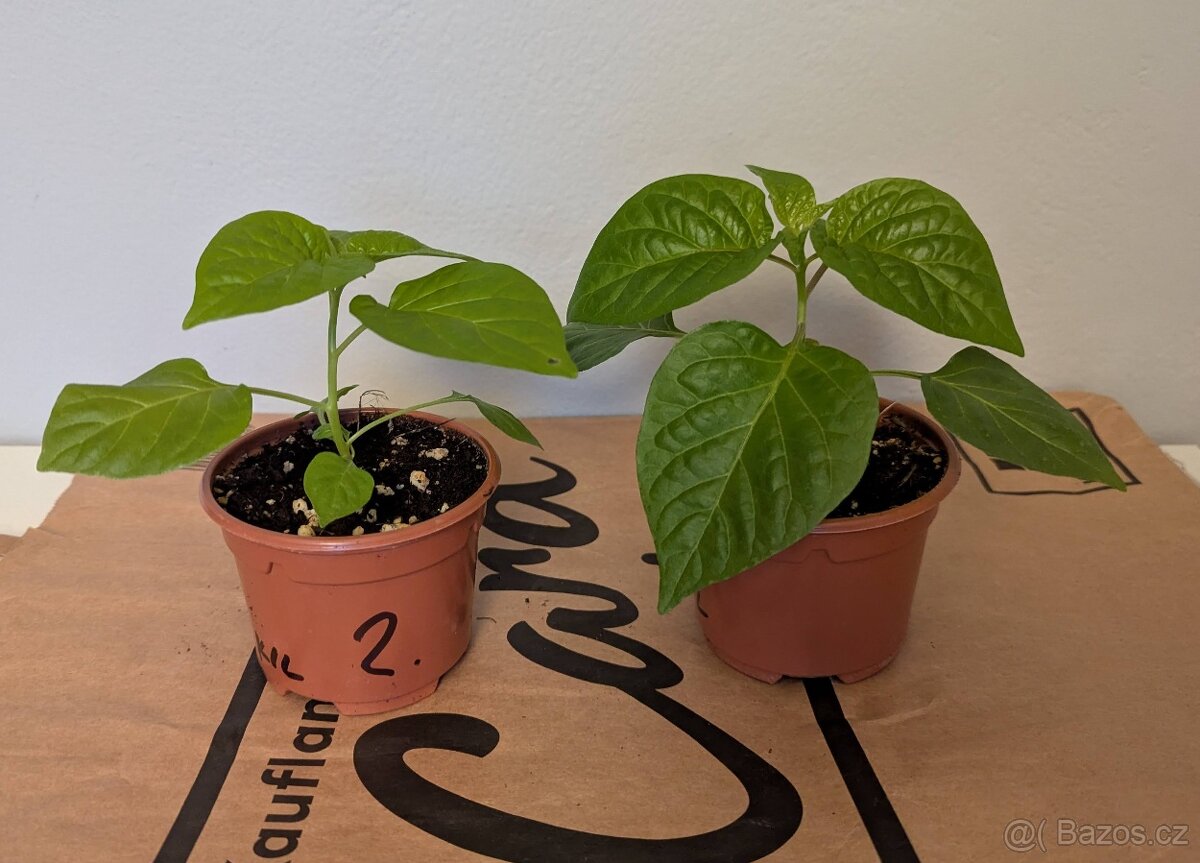 Sazenice chilli - Habanero Albine