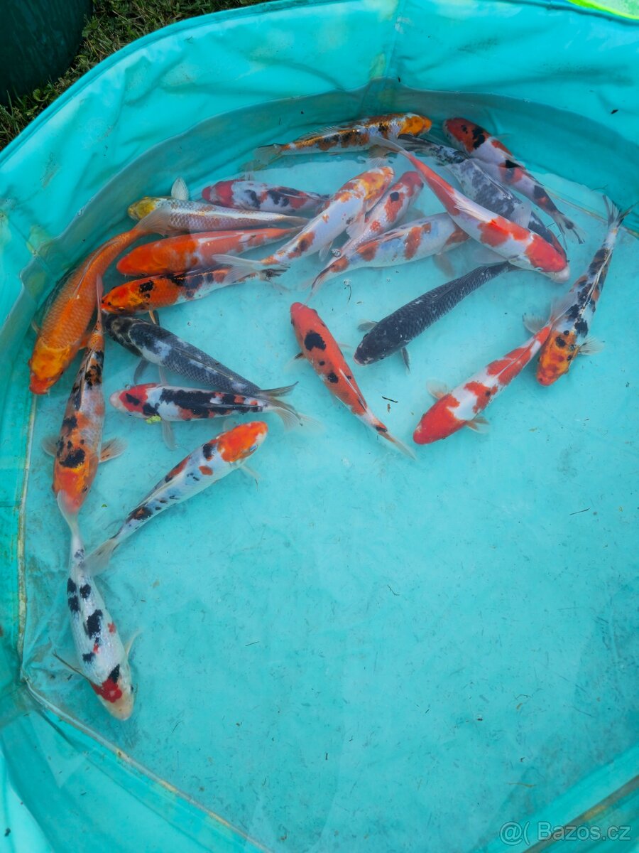 Koi 5-35cm
