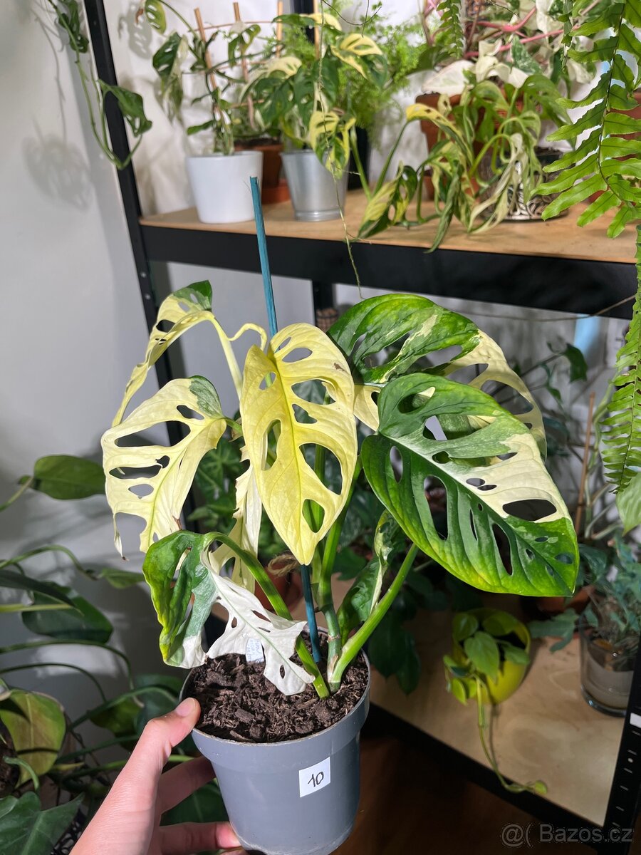 Monstera Adansonii Variegata (tricolour)