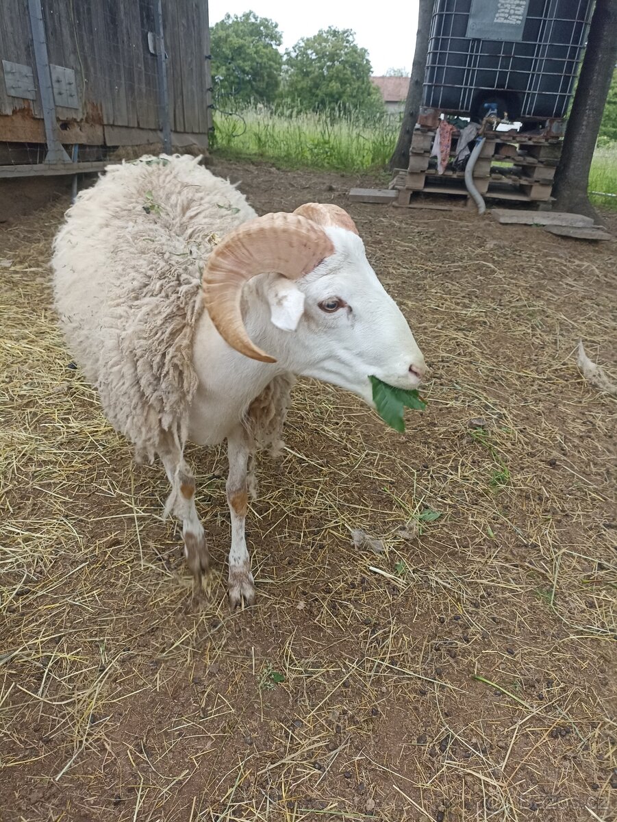 Beran a jehňata