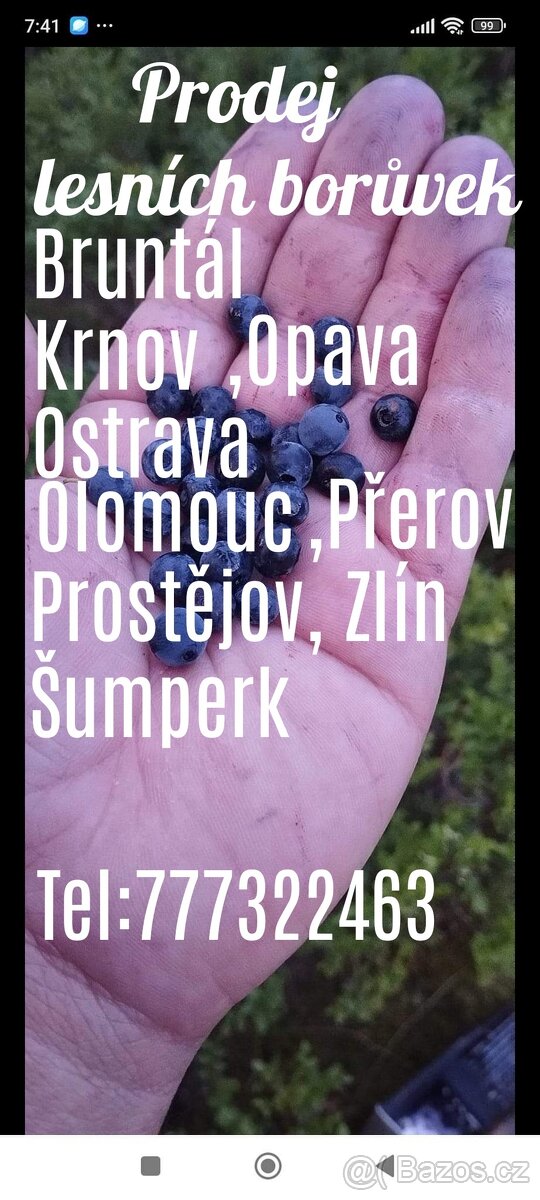 Lesní borůvky