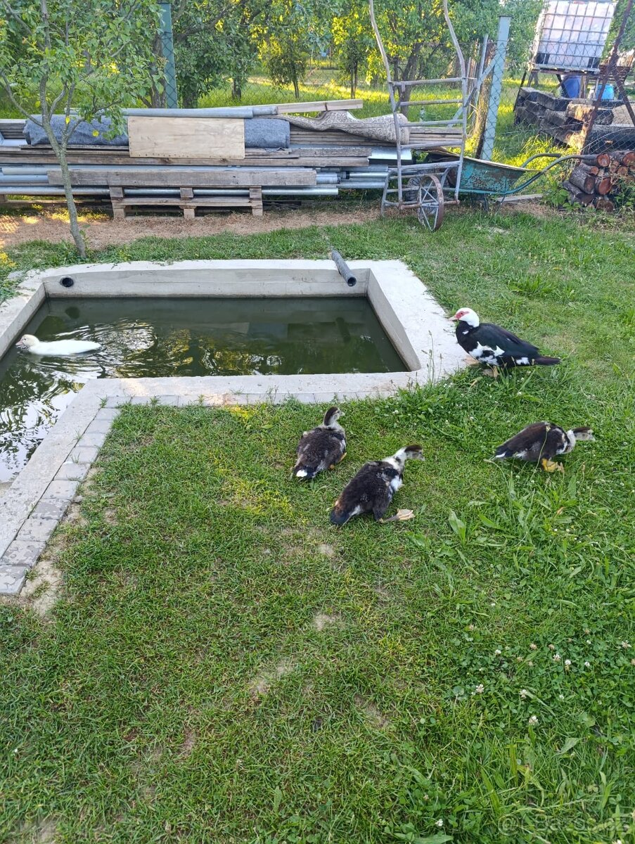 Káčata kachny kachna