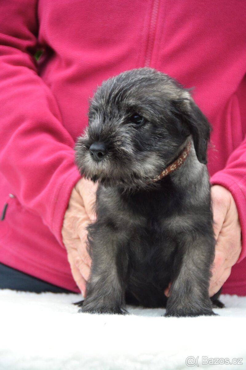 Knírač střední pepř a sůl, štěně s PP