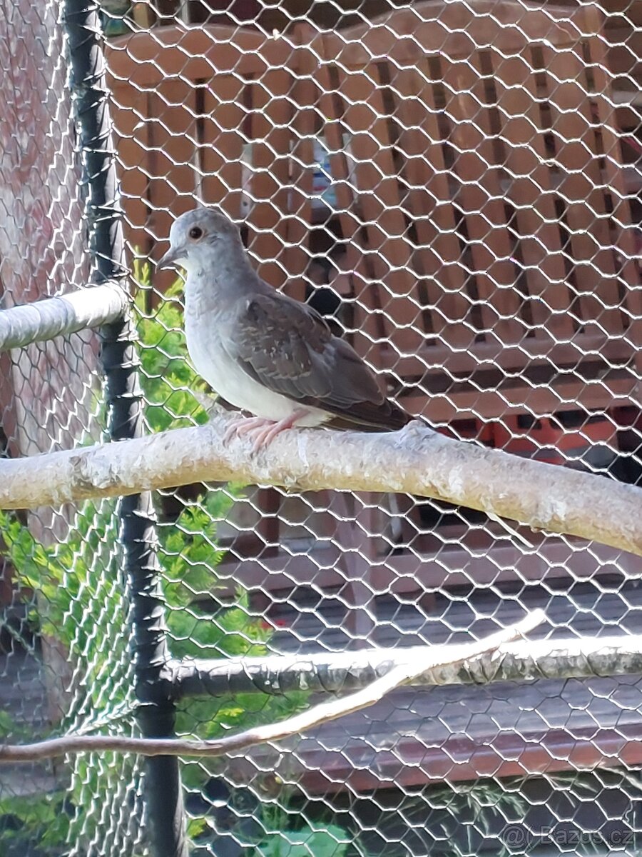 Holoubek diamantový