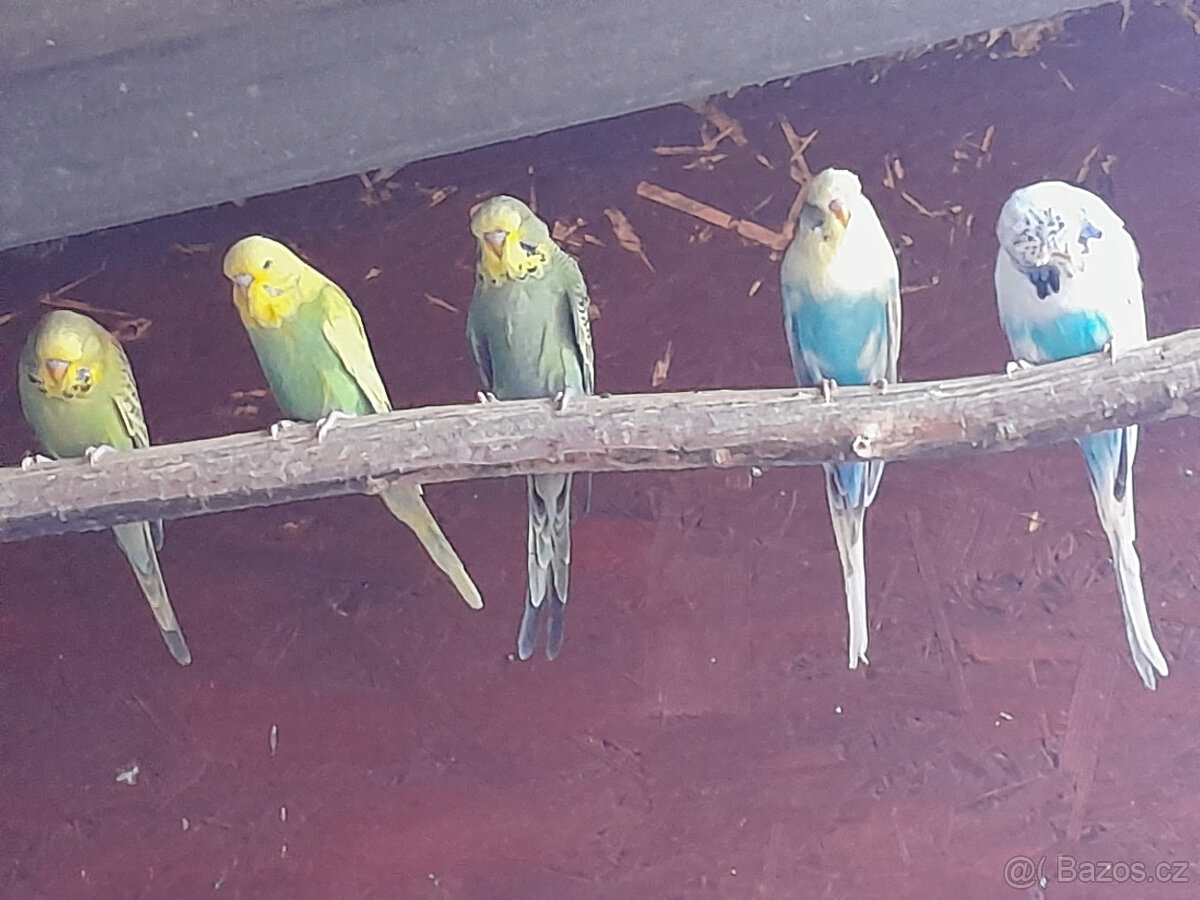 Prodál andulky po výstavních rodičích .