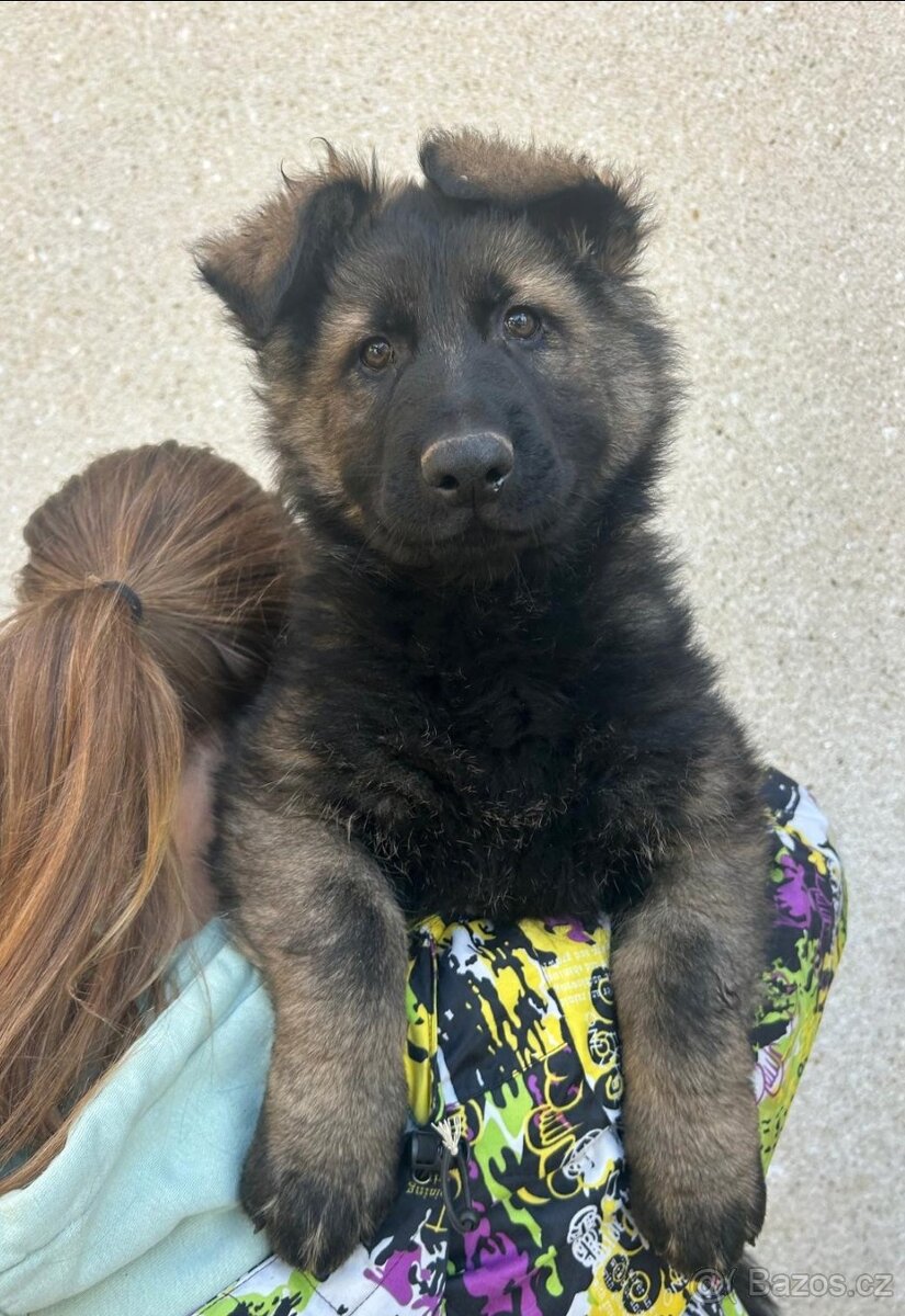 Německý ovčák štěňata s PP