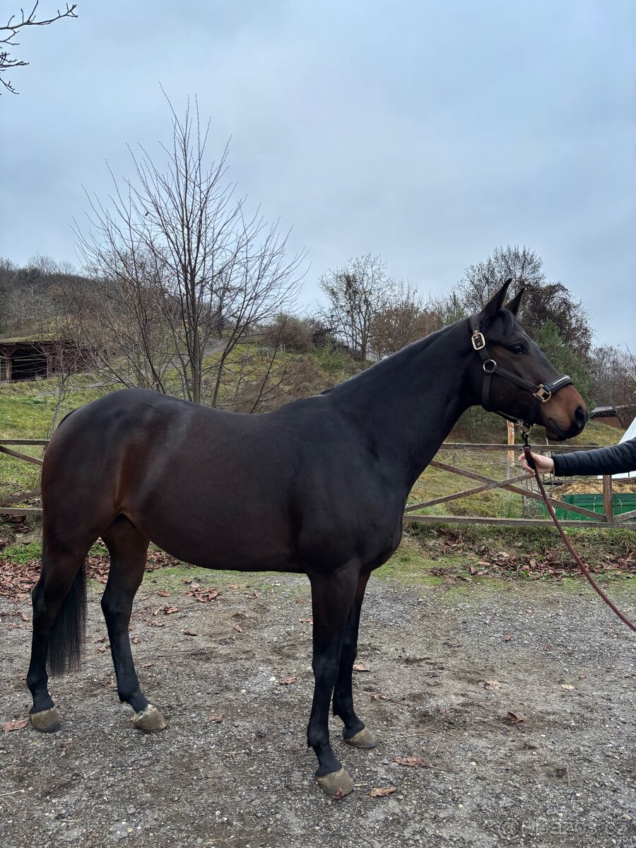 American Quarter horse - Happy Whiz Kid