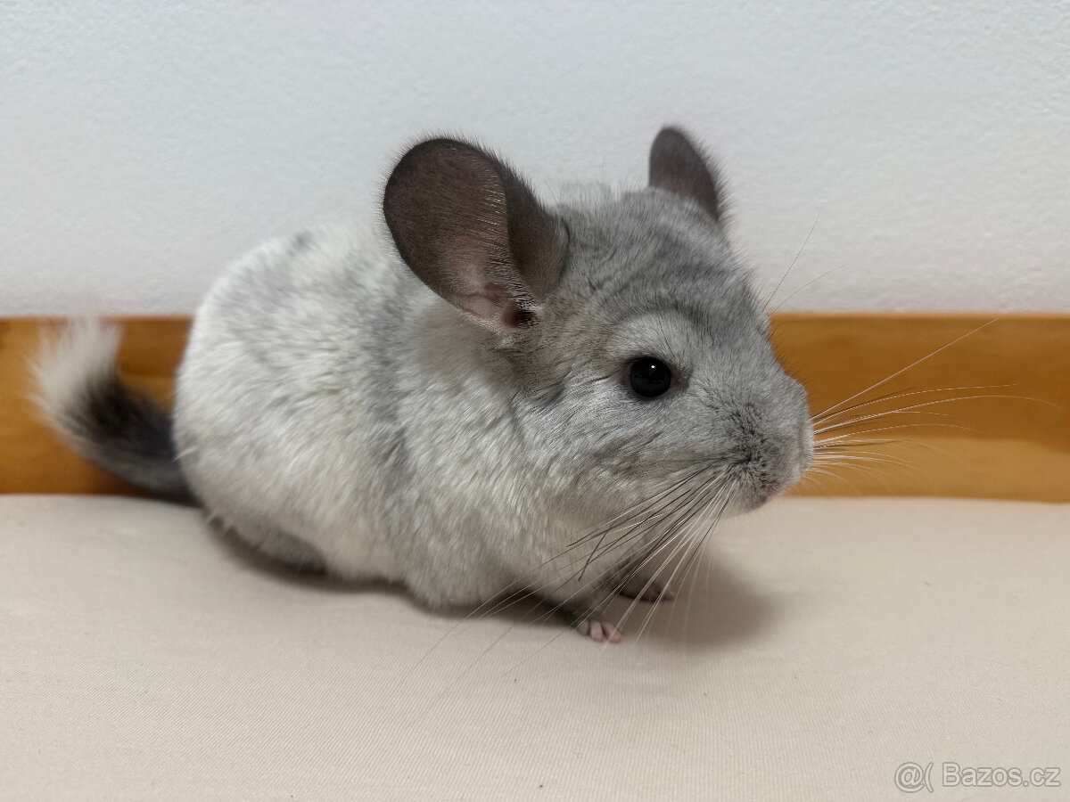 Činčila samička White Ebony Violet